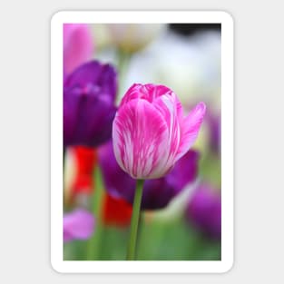 Pink & White Tulip Sticker